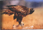 gloden eagle